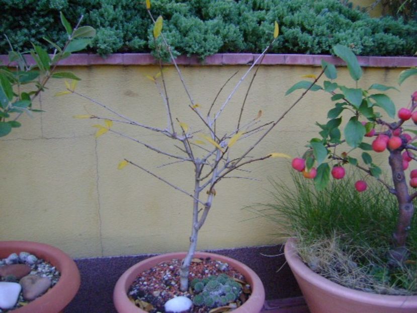 Rodiu (Punica granatum cv. Lagrelliae - Bonsai si prebonsai 2018-2020