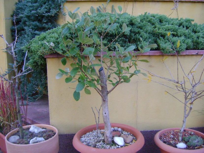Feijoa (Acca sellowiana) - Bonsai si prebonsai 2018-2020