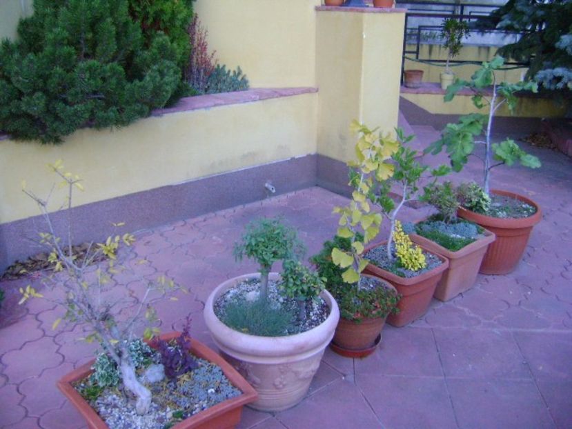 Copacei in noiembrie - Bonsai si prebonsai 2018-2020