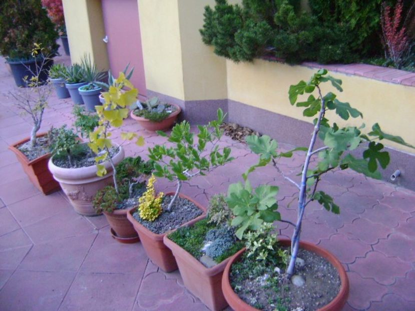 Copacei in noiembrie - Bonsai si prebonsai 2018-2020