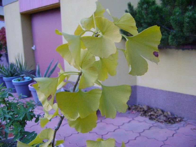 Ginkgo biloba - Bonsai si prebonsai 2018-2020