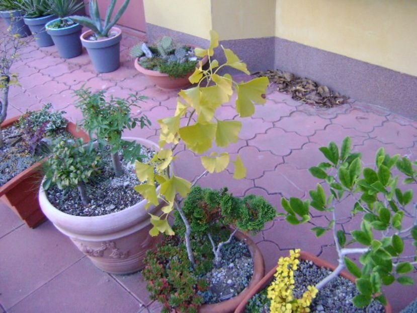 Ginkgo biloba - Bonsai si prebonsai 2018-2020
