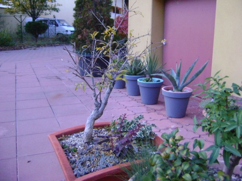Rodiu - Bonsai si prebonsai 2018-2020