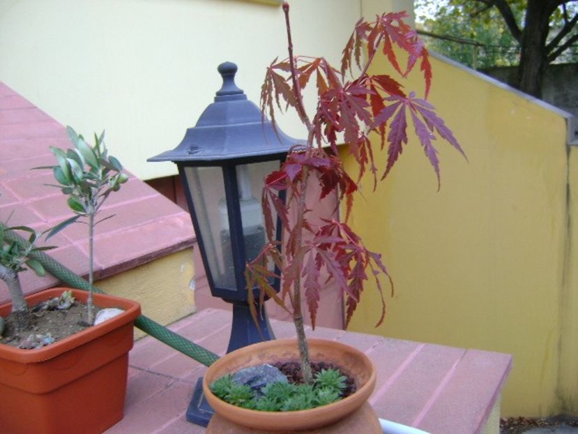 Maslini  & Artar japonez - Bonsai si prebonsai 2018-2020