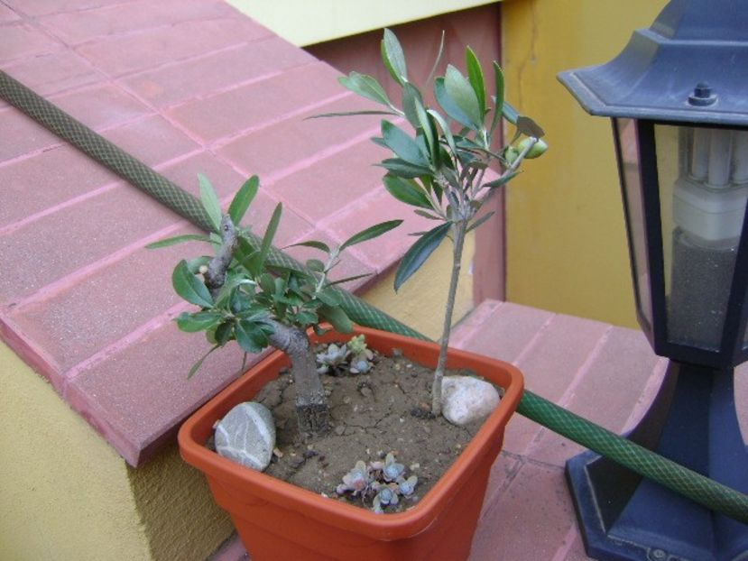 Maslini - Bonsai si prebonsai 2018-2020