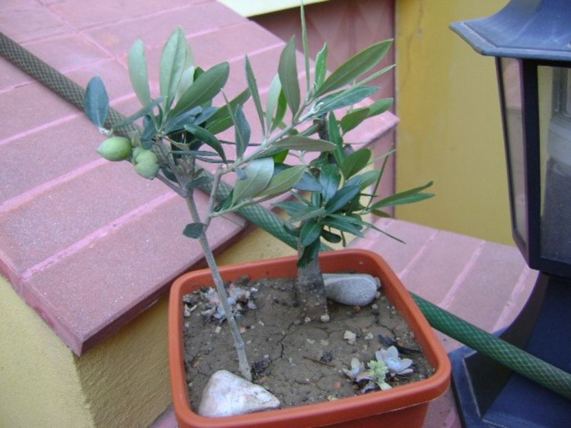 Maslini - Bonsai si prebonsai 2018-2020