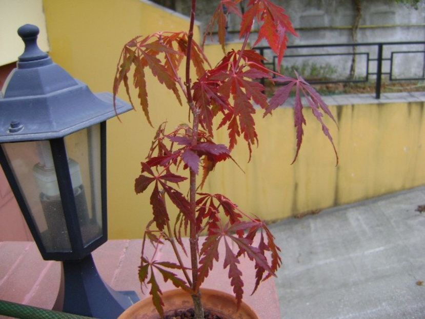 Artar japonez - Bonsai si prebonsai 2018-2020