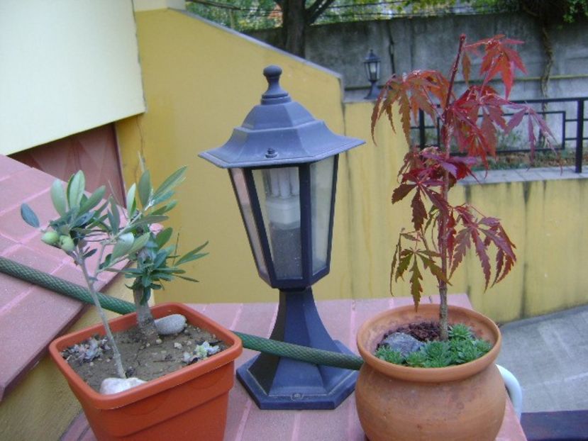 Maslini  & Artar japonez - Bonsai si prebonsai 2018-2020