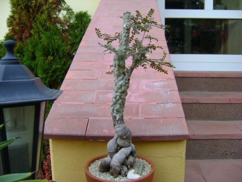 Operculicarya decaryi - Bonsai si prebonsai 2018-2020