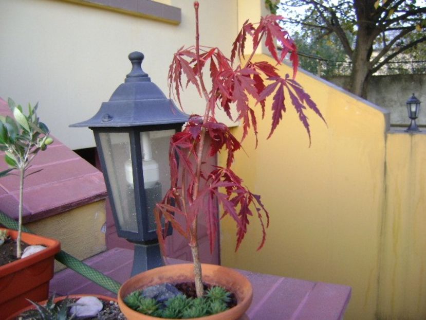 Maslini  & Artar japonez - Bonsai si prebonsai 2018-2020