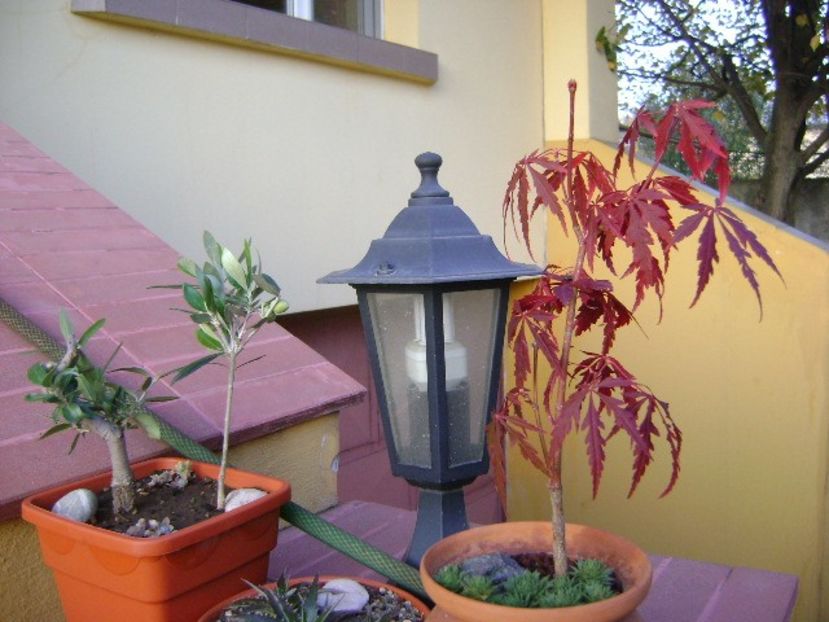 Maslini  & Artar japonez - Bonsai si prebonsai 2018-2020