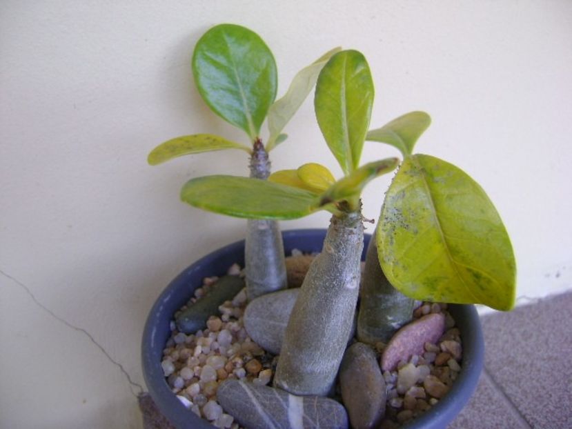 Adenium dhofarense - Caudiciforme si bulbi 2019 bis
