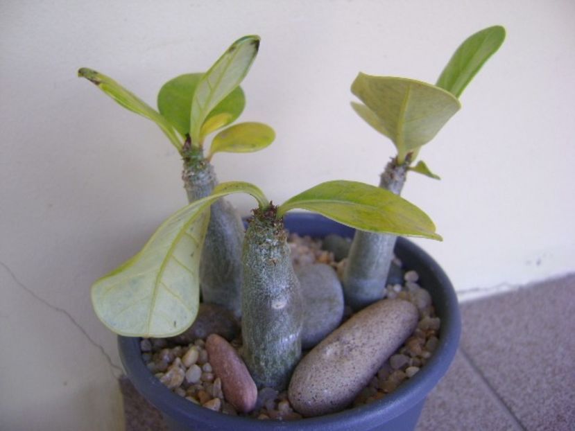 Adenium dhofarense - Caudiciforme si bulbi 2019 bis
