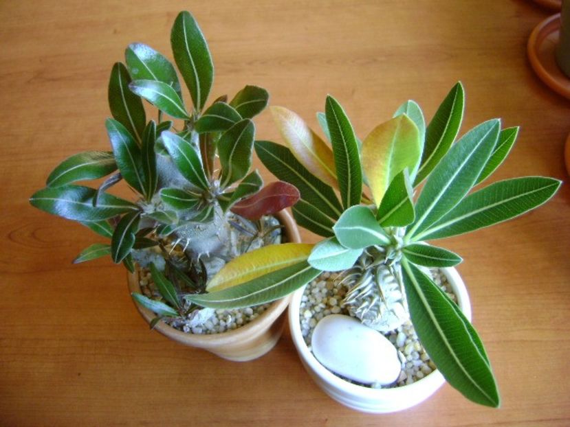 Pachypodium horombense & rosulatum ssp. cactipes - Caudiciforme si bulbi 2019 bis