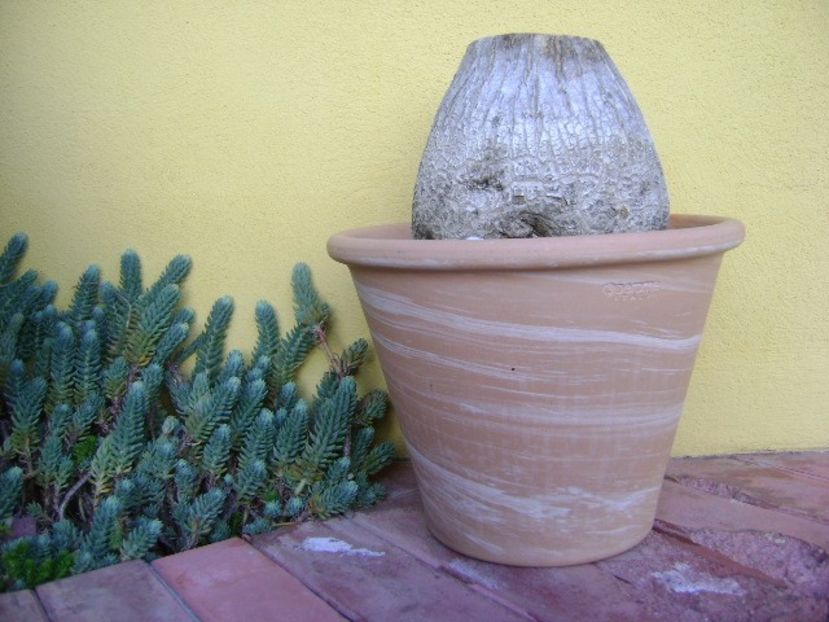 Beaucarnea recurvata - Caudiciforme si bulbi 2019 bis