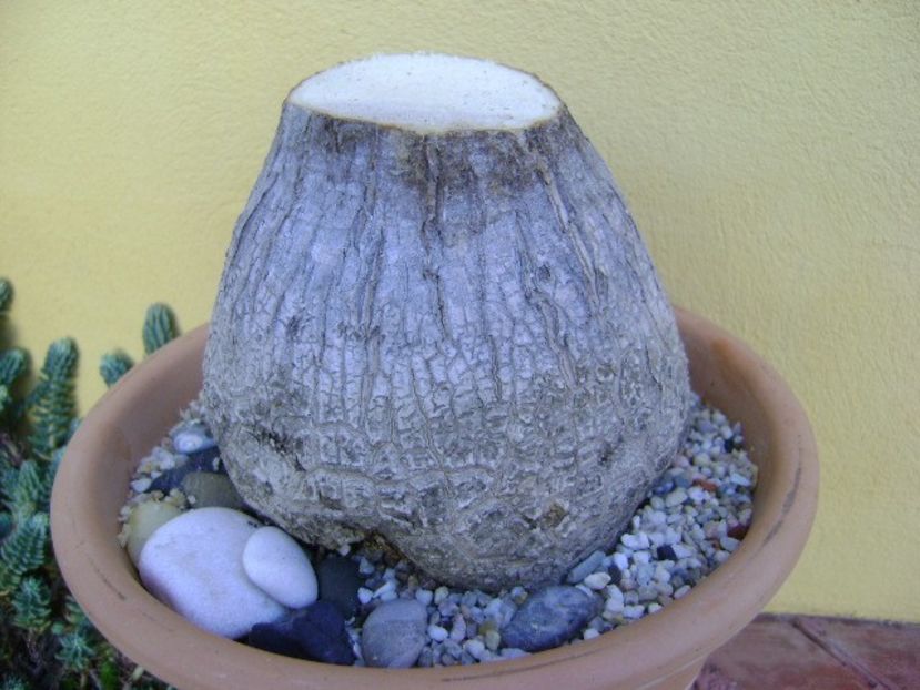 Beaucarnea recurvata - Caudiciforme si bulbi 2019 bis
