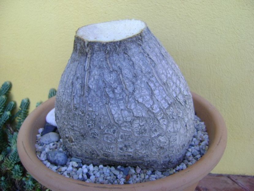 Beaucarnea recurvata - Caudiciforme si bulbi 2019 bis