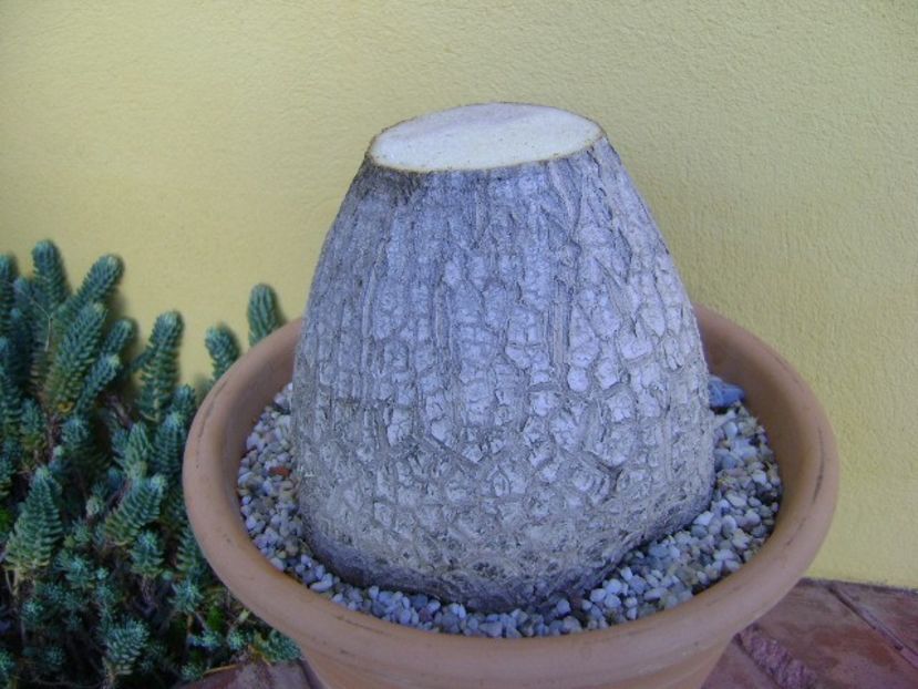 Beaucarnea recurvata - Caudiciforme si bulbi 2019 bis