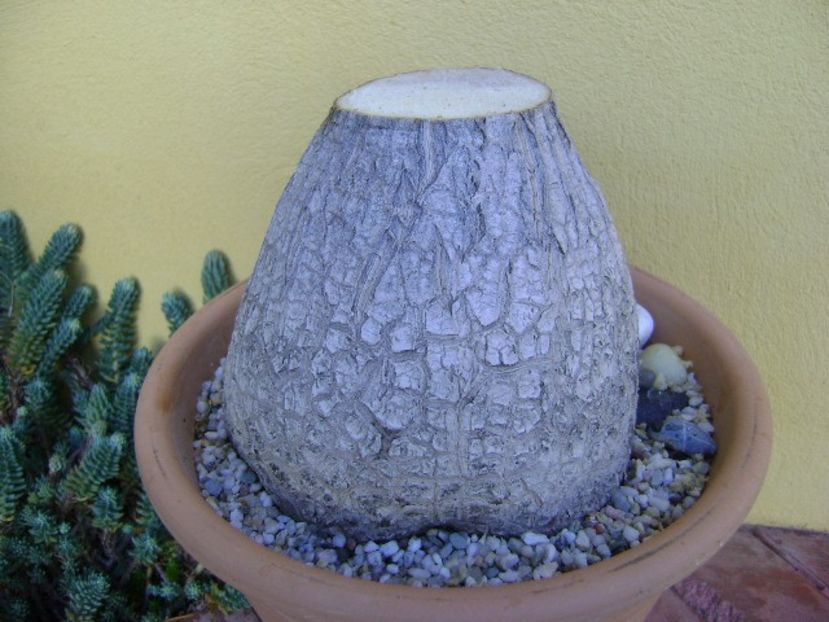 Beaucarnea recurvata - Caudiciforme si bulbi 2019 bis