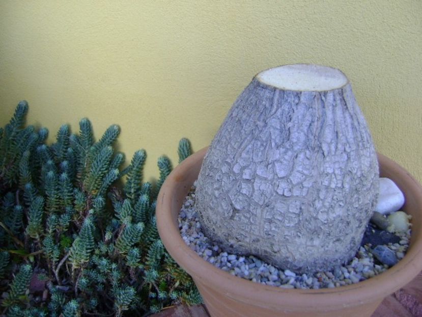 Beaucarnea recurvata - Caudiciforme si bulbi 2019 bis