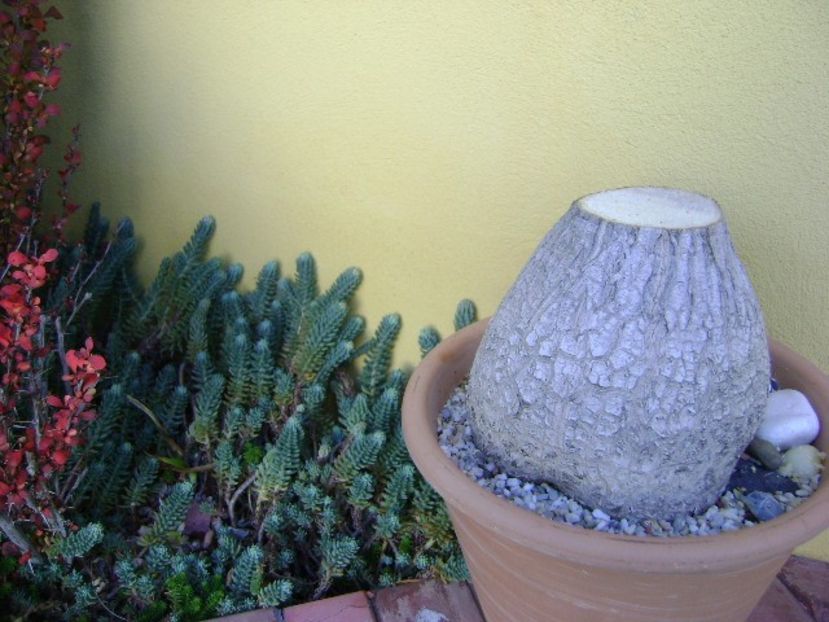 Beaucarnea recurvata - Caudiciforme si bulbi 2019 bis