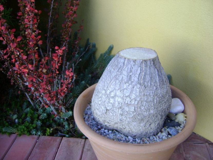 Beaucarnea recurvata - Caudiciforme si bulbi 2019 bis