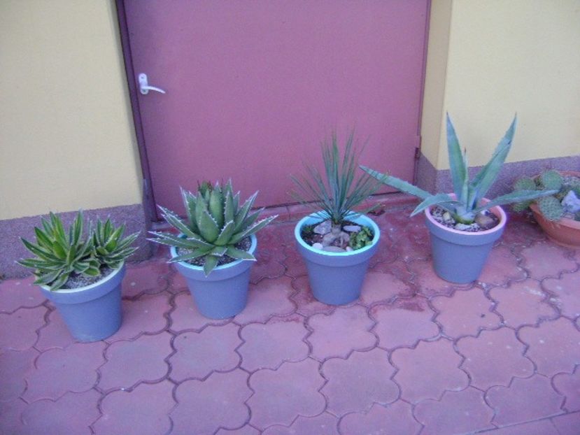 Noiembrie cu 26 de grade C - Agave si Yucca 2019