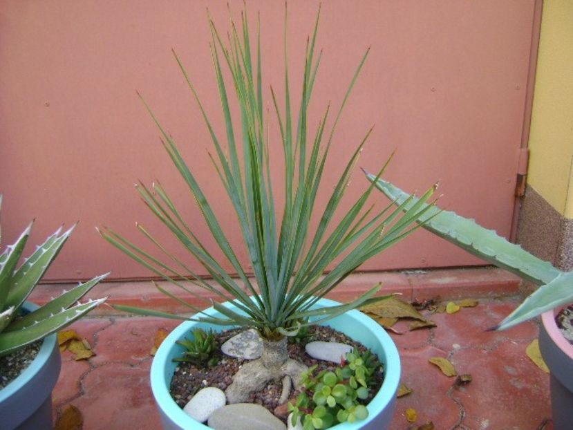 Yucca rostrata - Agave si Yucca 2019