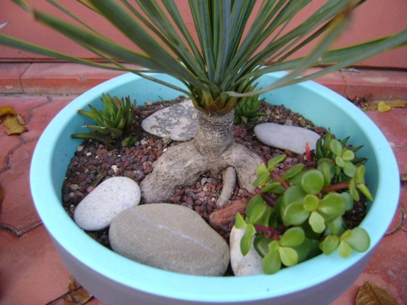 Yucca rostrata - Agave si Yucca 2019