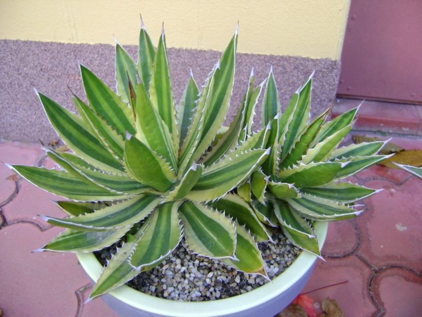 Agave lophantha quadricolor - Agave si Yucca 2019