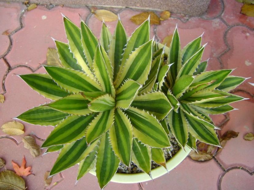 Agave lophantha quadricolor - Agave si Yucca 2019