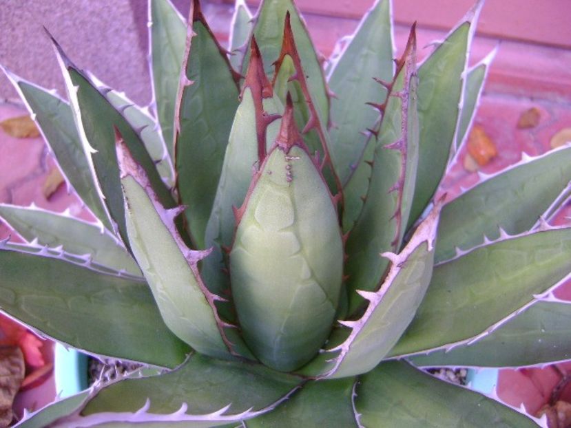 Agave horrida - Agave si Yucca 2019