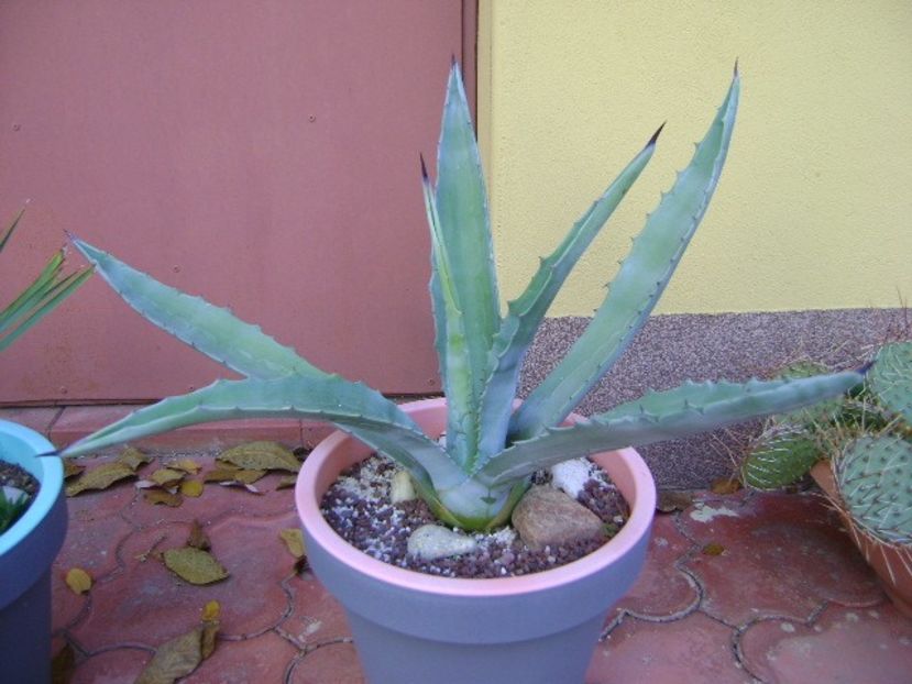 Agave chrysantha - Agave si Yucca 2019