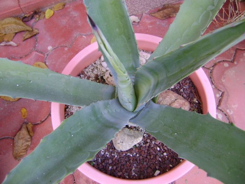 Agave chrysantha - Agave si Yucca 2019