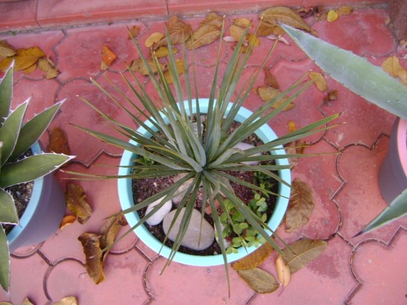 Yucca rostrata - Agave si Yucca 2019