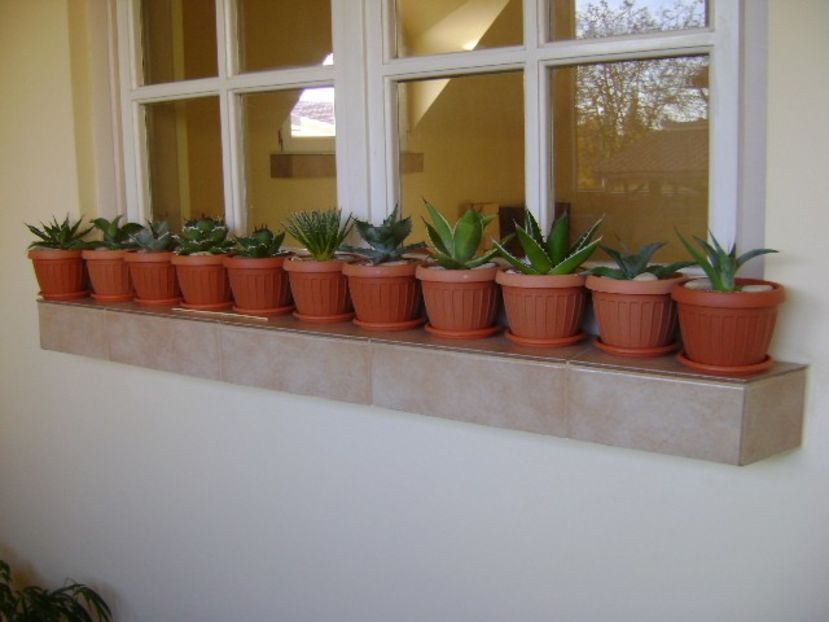 Repaus vegetativ - Agave si Yucca 2019