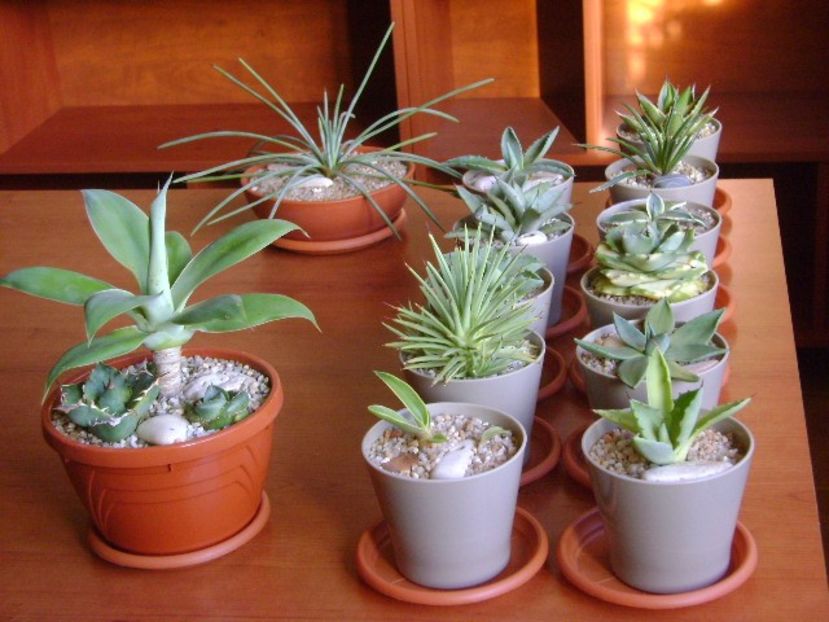 Repaus vegetativ - Agave si Yucca 2019