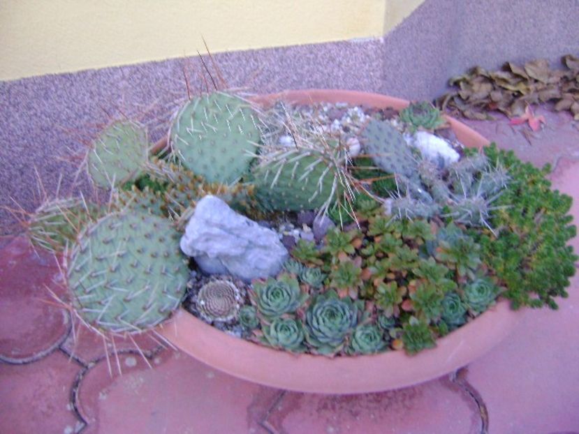 Cactusi  & suculente winter-hardy - Cactusi 2019 bis bis