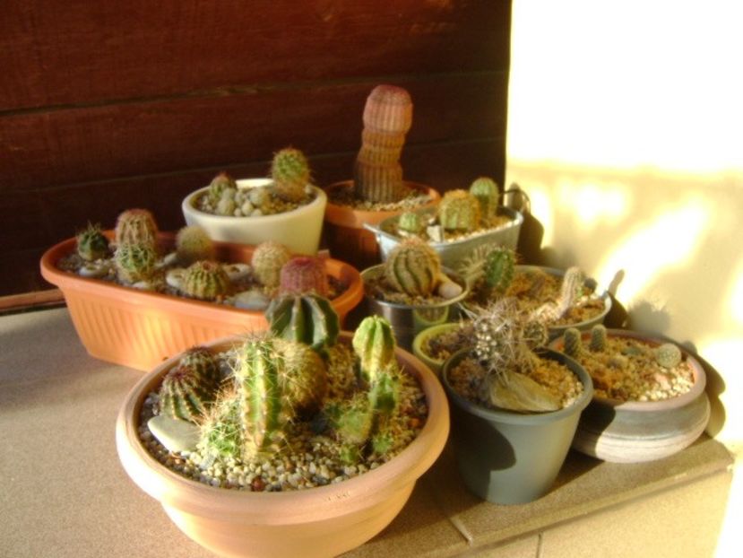 Cactusi winter-hardy: echinocereus, austrocactus, escobaria - Cactusi 2019 bis bis