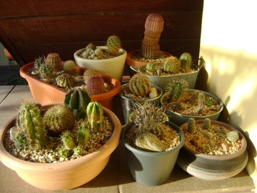 Cactusi winter-hardy: echinocereus, austrocactus, escobaria - Cactusi 2019 bis bis