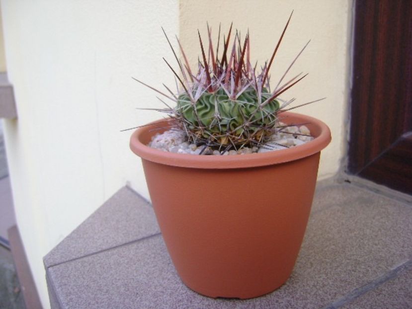 Echinofossulocactus (Stenocactus) multicostatus - Cactusi 2019 bis bis
