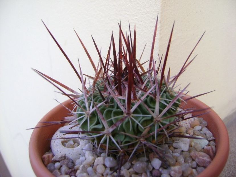 Echinofossulocactus (Stenocactus) multicostatus - Cactusi 2019 bis bis
