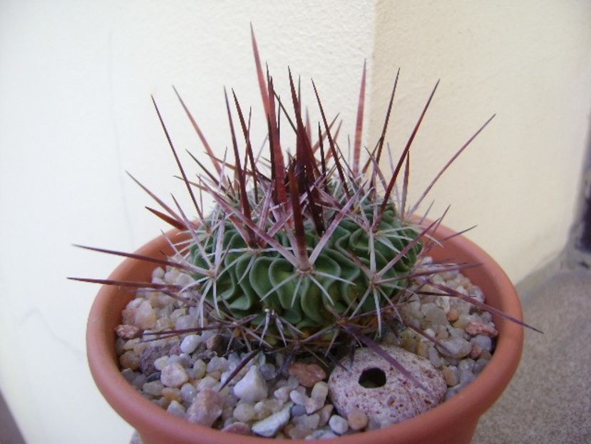Echinofossulocactus (Stenocactus) multicostatus - Cactusi 2019 bis bis