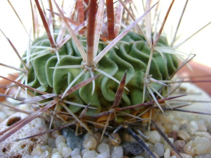 Echinofossulocactus (Stenocactus) multicostatus , detaliu - Cactusi 2019 bis bis