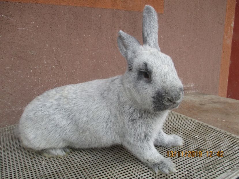 Marele Argint fem 4 - Marele Argint fem 4