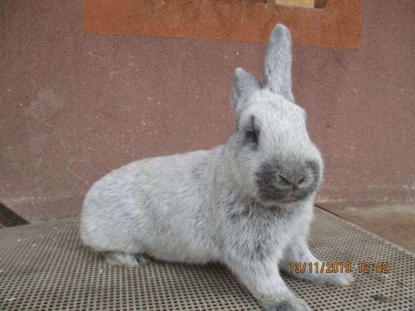  - Marele Argint fem 4