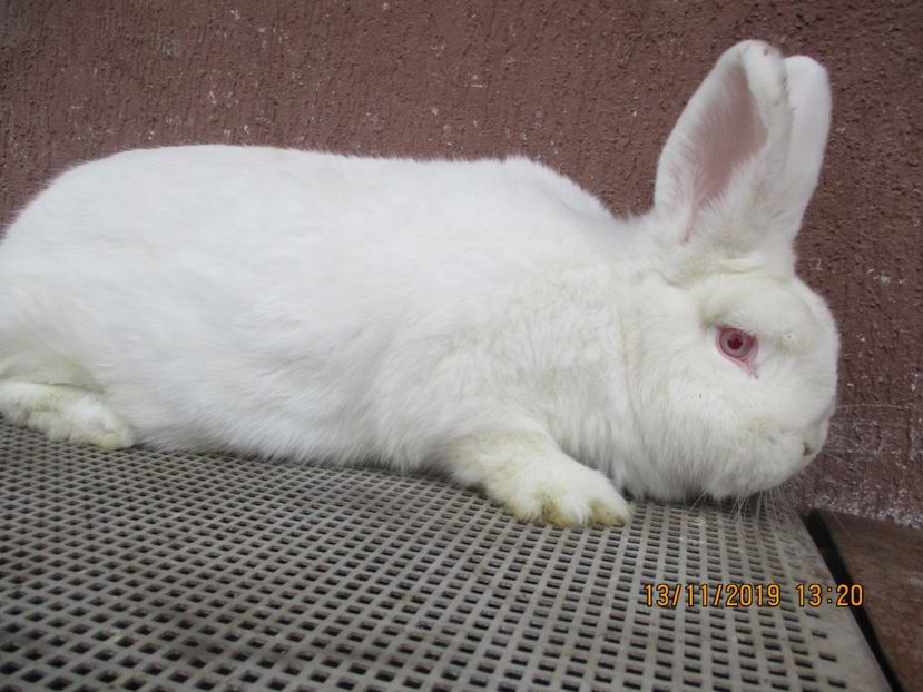  - Neozeelandez fem 5