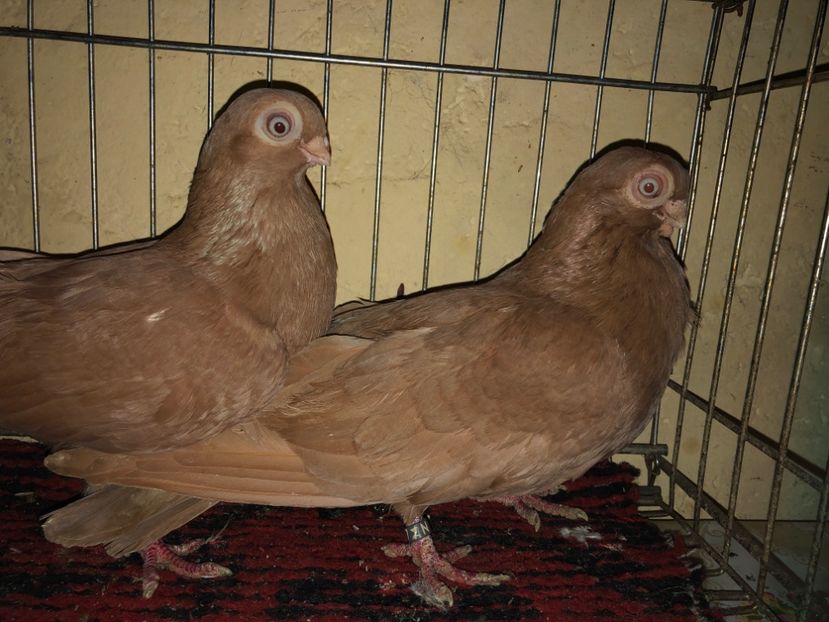 2A7432B9-8585-4EEF-9AE2-2ACD9345F697 - tineret 2014