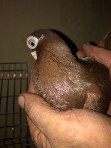 41C9224D-04F7-4ABB-99FA-997ECAC2F5F2 - tineret 2014