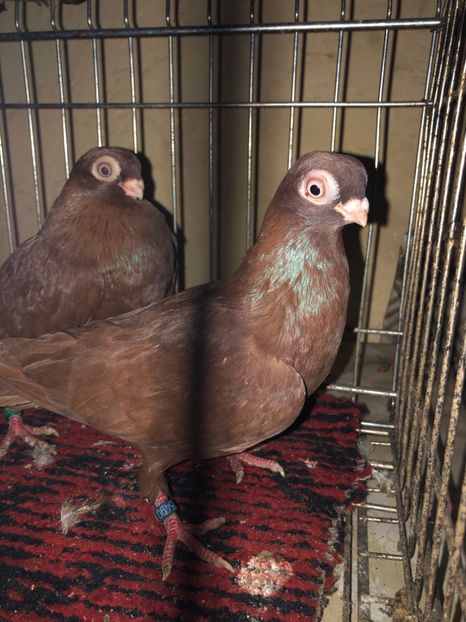 A53D403F-656B-4C4B-A711-452B137616E6 - tineret 2014